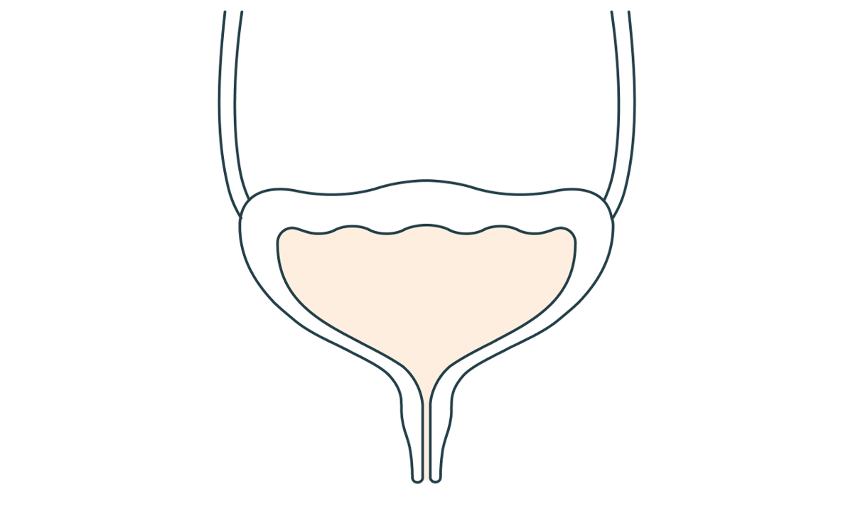 Releasing urine